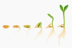 Seed growing - progression 723x485